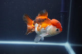 Short Body Thai Oranda  Tricolor 3.5 Inch (ID#1112To14b-64) Free2Day SHIPPING