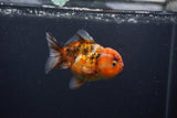 Yuan Bao Oranda  Calico 3.5 Inch (ID#0103Yb10b-72) Free2Day SHIPPING