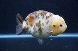 Milk Cow Ranchu  Calico 4.5 Inch (ID#415R10a-93) Free2Day SHIPPING