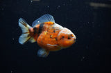 Yuan Bao Oranda  Calico 4 Inch (ID#307Yb10b-53) Free2Day SHIPPING
