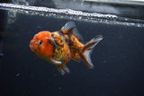 Yuan Bao Oranda  Calico 3.5 Inch (ID#0103Yb10b-72) Free2Day SHIPPING