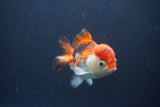 Short Body Thai Oranda  Tricolor 3.5 Inch (ID#1112To14b-64) Free2Day SHIPPING