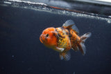 Yuan Bao Oranda  Calico 3.5 Inch (ID#0103Yb10b-72) Free2Day SHIPPING