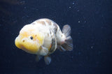 Milk Cow Ranchu  Calico 4.5 Inch (ID#415R10a-93) Free2Day SHIPPING
