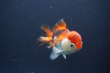 Short Body Thai Oranda  Tricolor 3.5 Inch (ID#1112To14b-64) Free2Day SHIPPING