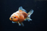 Yuan Bao Oranda  Calico 4 Inch (ID#307Yb10b-53) Free2Day SHIPPING