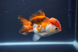 Short Body Thai Oranda  Tricolor 3.5 Inch (ID#1112To14b-64) Free2Day SHIPPING