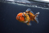 Yuan Bao Oranda  Calico 3.5 Inch (ID#0103Yb10b-72) Free2Day SHIPPING