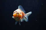 Yuan Bao Oranda  Calico 4 Inch (ID#307Yb10b-53) Free2Day SHIPPING