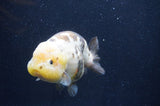 Milk Cow Ranchu  Calico 4.5 Inch (ID#415R10a-93) Free2Day SHIPPING