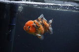 Yuan Bao Oranda  Calico 3.5 Inch (ID#0103Yb10b-72) Free2Day SHIPPING