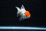 Baby Thai Oranda  Red White 2.5 Inch (ID#224TPTA-89) Free2Day SHIPPING