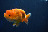 Juvenile Lionchu  Red White 3.5 Inch (ID#1018R11b-36) Free2Day SHIPPING