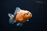 Yuan Bao Oranda  Calico 4 Inch (ID#307Yb10b-53) Free2Day SHIPPING