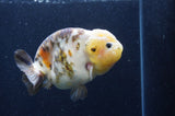 Milk Cow Ranchu  Calico 4.5 Inch (ID#415R10a-93) Free2Day SHIPPING