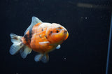 Yuan Bao Oranda  Calico 4 Inch (ID#307Yb10b-53) Free2Day SHIPPING