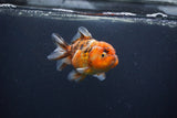 Yuan Bao Oranda  Calico 3.5 Inch (ID#0103Yb10b-72) Free2Day SHIPPING