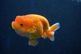 Juvenile Lionchu  Red White 3.5 Inch (ID#1018R11b-36) Free2Day SHIPPING