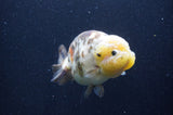 Milk Cow Ranchu  Calico 4.5 Inch (ID#415R10a-93) Free2Day SHIPPING
