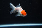 Baby Thai Oranda  Red White 2.5 Inch (ID#224TPTA-89) Free2Day SHIPPING