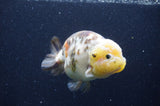 Milk Cow Ranchu  Calico 4.5 Inch (ID#415R10a-93) Free2Day SHIPPING