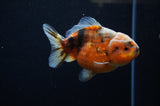 Yuan Bao Oranda  Calico 4 Inch (ID#307Yb10b-53) Free2Day SHIPPING