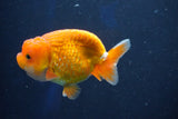 Juvenile Lionchu  Red White 3.5 Inch (ID#1018R11b-36) Free2Day SHIPPING