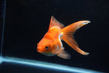 Ryukin Long Tail Red White 4.5 Inch (ID#1224Ry7b-1) Free2Day SHIPPING