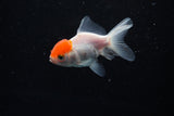 Baby Thai Oranda  Red White 2.5 Inch (ID#224TPTA-89) Free2Day SHIPPING