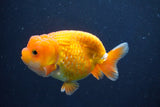 Juvenile Lionchu  Red White 3.5 Inch (ID#1018R11b-36) Free2Day SHIPPING