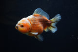 Yuan Bao Oranda  Calico 4 Inch (ID#307Yb10b-53) Free2Day SHIPPING