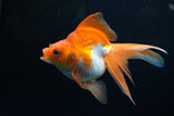 Ryukin Long Tail Red White 4.5 Inch (ID#1224Ry7b-1) Free2Day SHIPPING