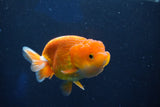 Juvenile Lionchu  Red White 3.5 Inch (ID#1018R11b-36) Free2Day SHIPPING