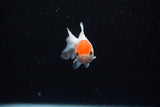 Baby Thai Oranda  Red White 2.5 Inch (ID#224TPTA-89) Free2Day SHIPPING