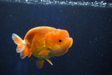 Juvenile Lionchu  Red White 3.5 Inch (ID#1018R11b-36) Free2Day SHIPPING