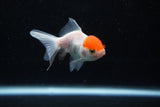 Baby Thai Oranda  Red White 2.5 Inch (ID#224TPTA-89) Free2Day SHIPPING
