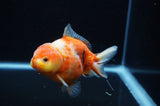 Yuan Bao Oranda  Calico 4 Inch (ID#307Yb10b-54) Free2Day SHIPPING