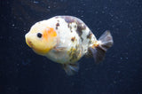 Milk Cow Ranchu  Calico 4.5 Inch (ID#415R10a-94) Free2Day SHIPPING