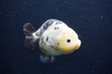 Milk Cow Ranchu  Calico 4.5 Inch (ID#415R10a-94) Free2Day SHIPPING