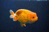 Juvenile Lionchu  Red White 3.5 Inch (ID#1018R11b-36) Free2Day SHIPPING