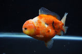Yuan Bao Oranda  Calico 4 Inch (ID#307Yb10b-54) Free2Day SHIPPING