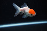 Baby Thai Oranda  Red White 2.5 Inch (ID#224TPTA-89) Free2Day SHIPPING