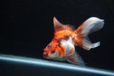 Ryukin Long Tail Red White 5 Inch (ID#1224Ry7b-2) Free2Day SHIPPING