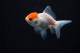 Baby Thai Oranda  Red White 2.5 Inch (ID#224TPTA-89) Free2Day SHIPPING