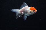 Baby Thai Oranda  Red White 2.5 Inch (ID#224TPTA-89) Free2Day SHIPPING
