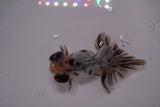 Butterfly  Calico 3.5 Inch (ID#1210B8b-59) Free2Day SHIPPING