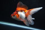 Ryukin Long Tail Red White 5 Inch (ID#1224Ry7b-2) Free2Day SHIPPING