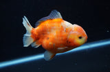Yuan Bao Oranda  Calico 4 Inch (ID#307Yb10b-54) Free2Day SHIPPING