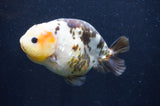 Milk Cow Ranchu  Calico 4.5 Inch (ID#415R10a-94) Free2Day SHIPPING