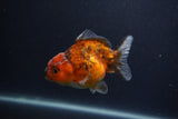 Yuan Bao Oranda  Calico 4 Inch (ID#0103Yb10b-73) Free2Day SHIPPING